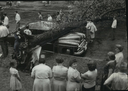 1956 Press Photo Winds during storm knocks down tree, Milwaukee - mjc13024 - Historic Images