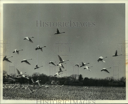 Press Photo Whistling swans take off from a field near Waupun in Wisconsin - Historic Images
