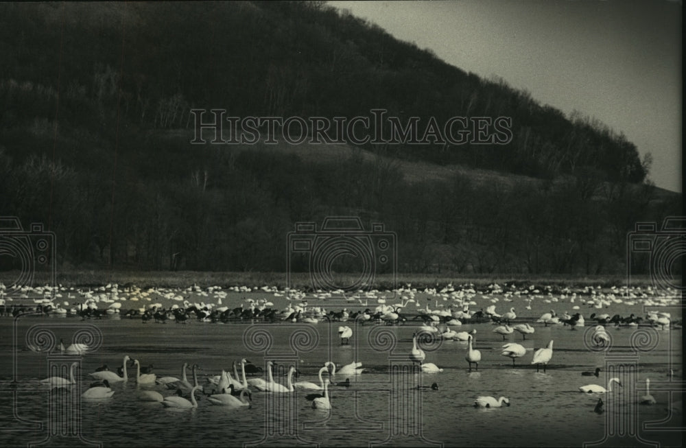 1990 Press Photo Swans, ducks, and Canada geese flocks in Buffalo County slough - Historic Images