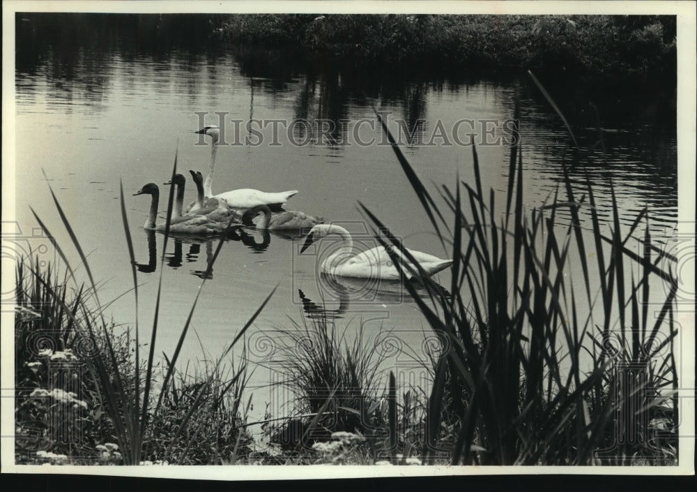1990, Trumpeter swan family take a leisurely swim, Salem, WI - Historic Images