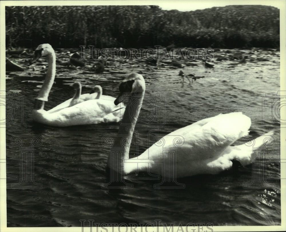 1988 Press Photo Friendly encounter of swan family highlights fishing trip - Historic Images