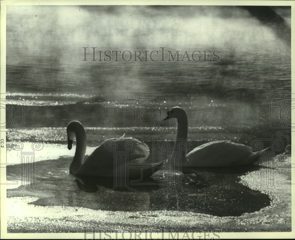 1983, Pair of swans create dramatic scene - mjc13054 - Historic Images