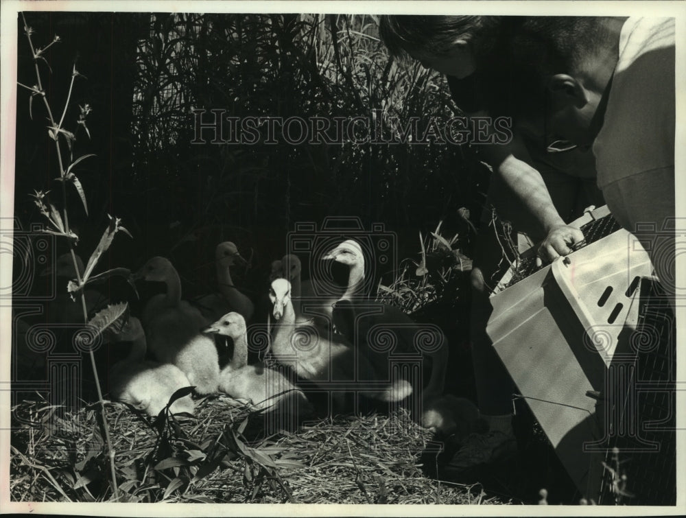 1993, Young trumpeter swans released to start new lives, Pewaukee, WI - Historic Images