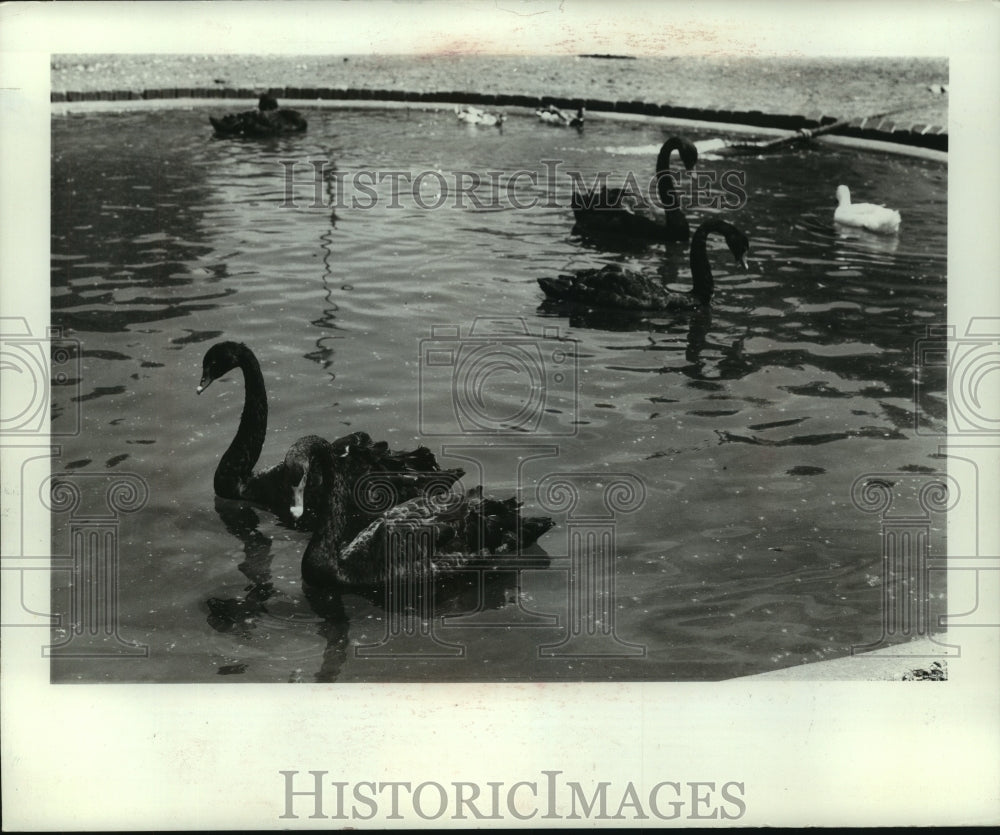 1969 Press Photo Black Swans steal the show at Bay Beach wildlife sanctuary, WI - Historic Images
