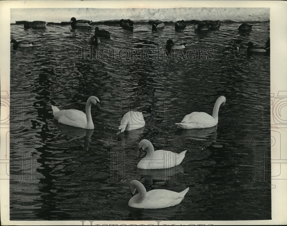 1967, Swans and ducks share unfrozen part of Fox River, Waterford - Historic Images