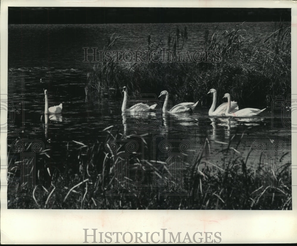 1965 Press Photo Jack and Lady Guinevere, swans who rule Fox River, Waterford - Historic Images