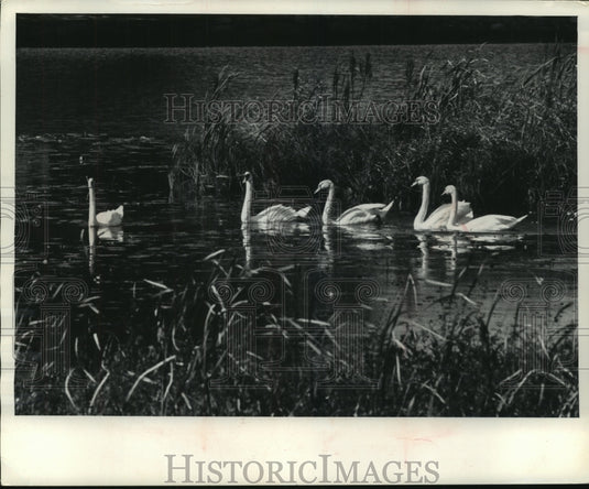 1965 Press Photo Jack and Lady Guinevere, swans who rule Fox River, Waterford - Historic Images