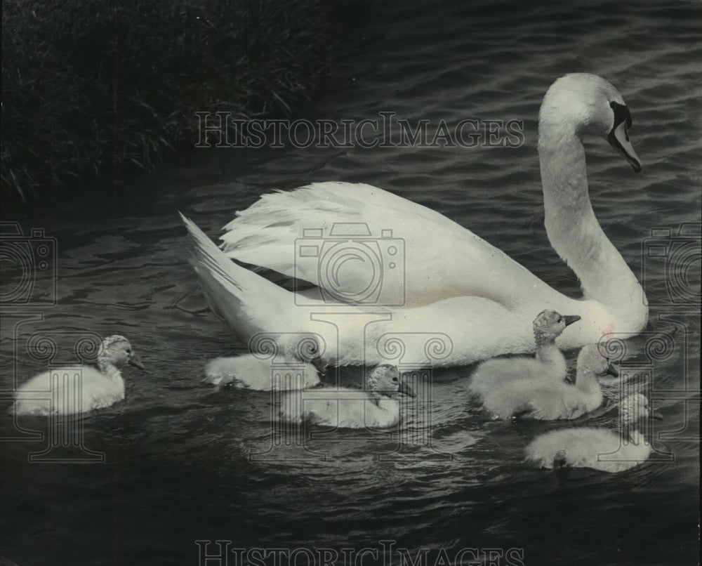 1975 Press Photo A swan and babies at home S. Hills Country Club, Franksville - Historic Images