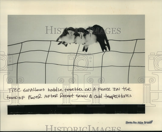 1991, Tree Swallows on a fence huddled together to keep warm, Plover. - Historic Images