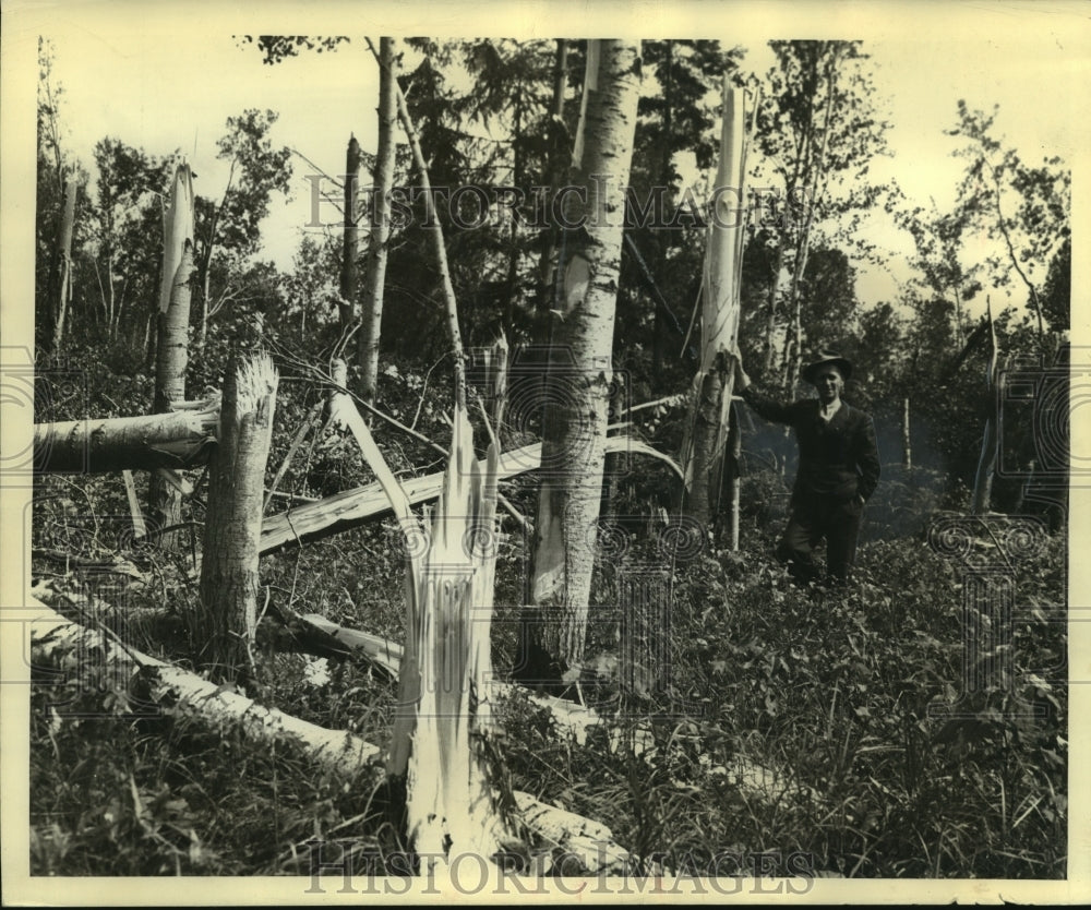 1943 Press Photo Ernest Lindgren inspected damaged pulpwood forests in Wisconsin-Historic Images