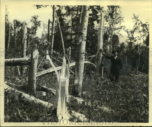 1943 Press Photo Ernest Lindgren inspected damaged pulpwood forests in Wisconsin-Historic Images