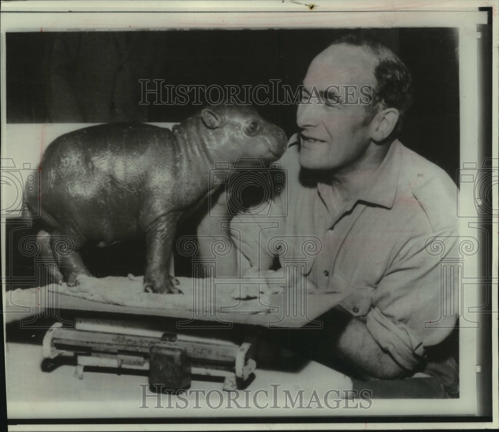 1966, Copenhagen zoo keeper Anker Bisgaard with dwarf hippopotamus - Historic Images