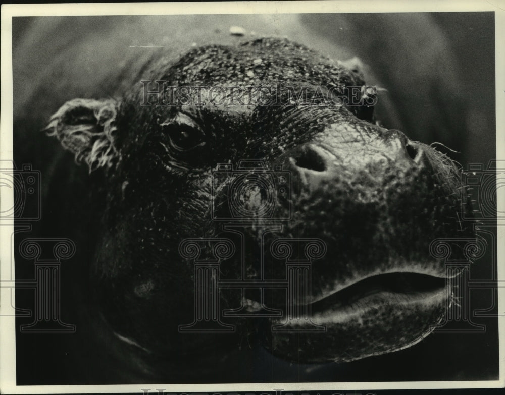 1976, The pygmy hippo: a relic of the Ice Age. - mjc13697 - Historic Images