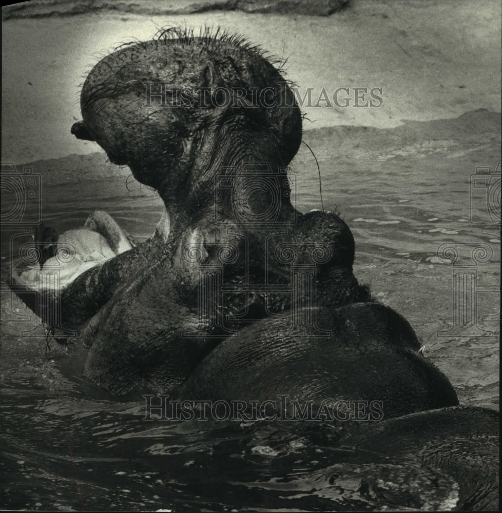 1993 Press Photo Milwaukee County Zoo&#39;s Pinky the hippopotamus enjoys a swim - Historic Images