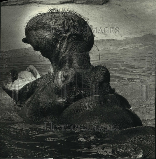 1993 Press Photo Milwaukee County Zoo's Pinky the hippopotamus enjoys a swim - Historic Images