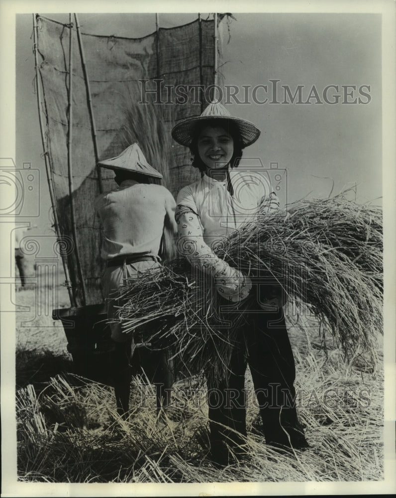 1965 Press Photo Workers cultivating rice their basic food crop in Taiwan. - Historic Images