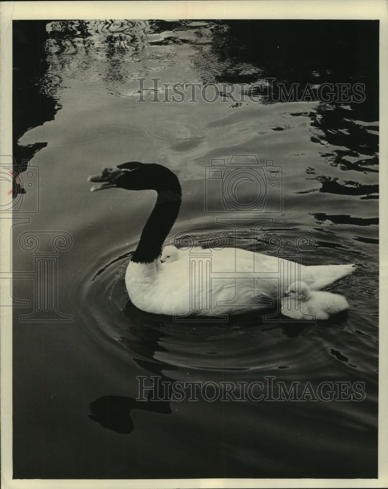 1966 Press Photo Mother Swan with babies at Caribbean Gardens in Naples, Fl - Historic Images