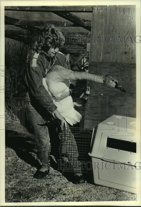 1990, Maureen Gross transfers cygnet to General Electric pond - Historic Images