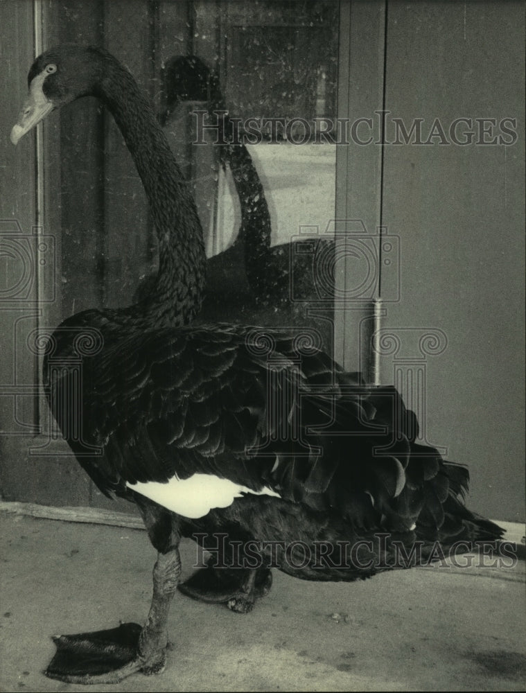 1984, Black swan stays close to mirror at Menominee Park Zoo - Historic Images