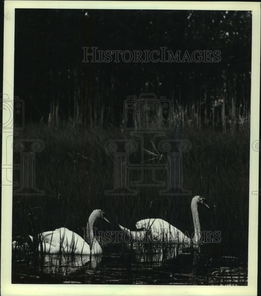 1983 Press Photo Pair of swans near Chequamegon Bay near Ashland - mjc14129 - Historic Images