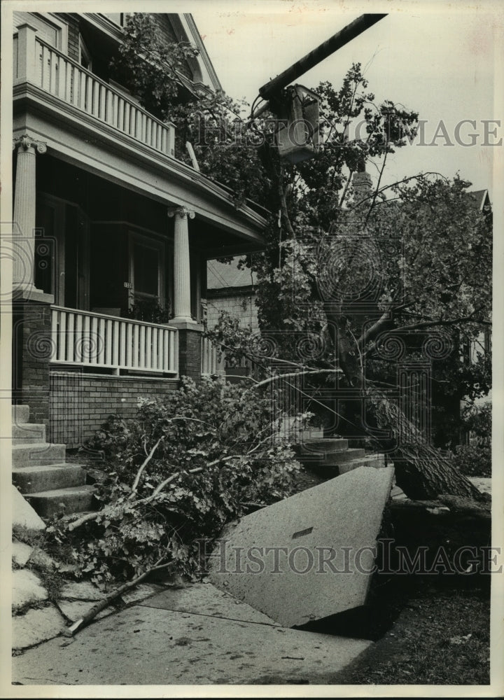 1962 Press Photo Fallen Tree and Torn-up Sidewalk Caused by Storm in Wisconsin - Historic Images