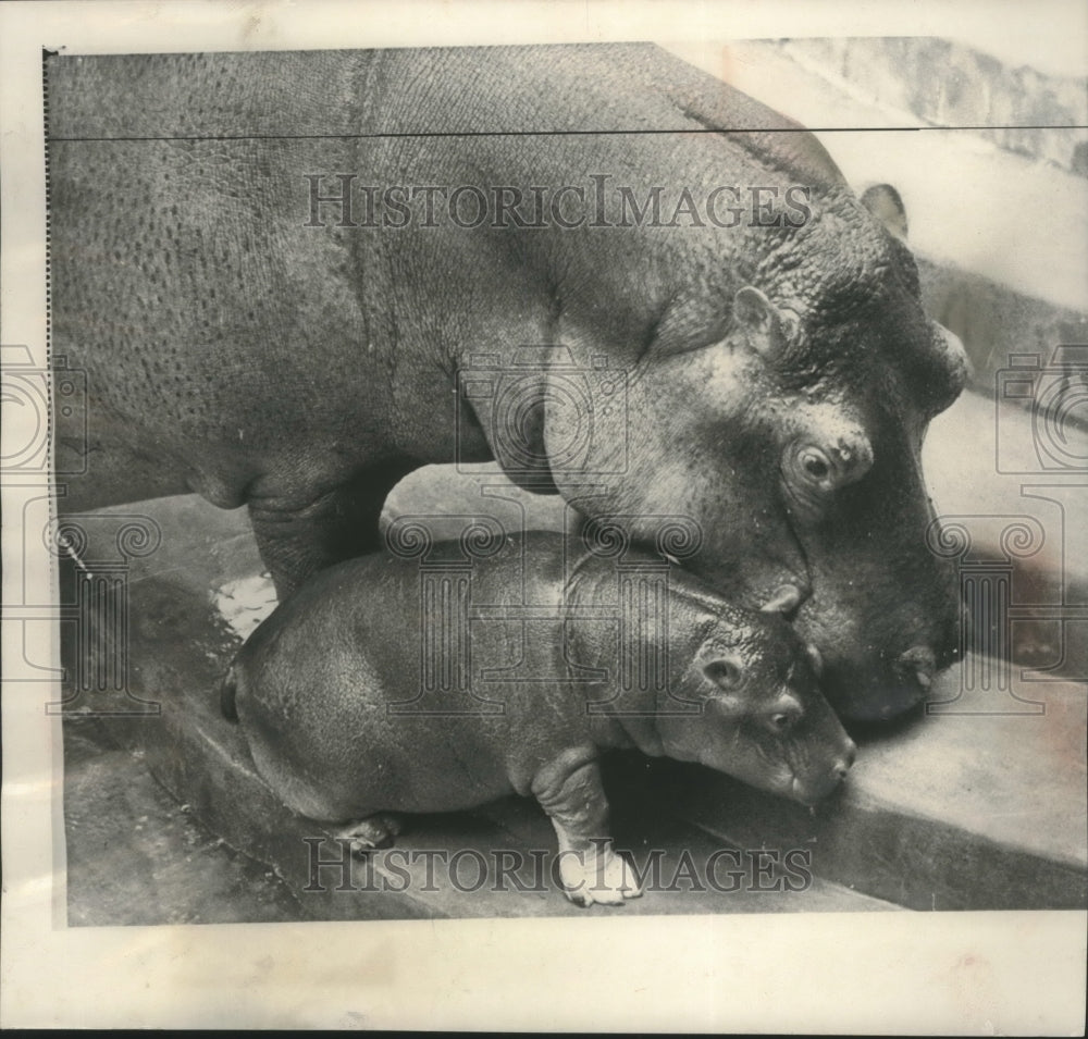 1958 Baby Hippopotamus and Mother at Zoo in West Berlin - Historic Images