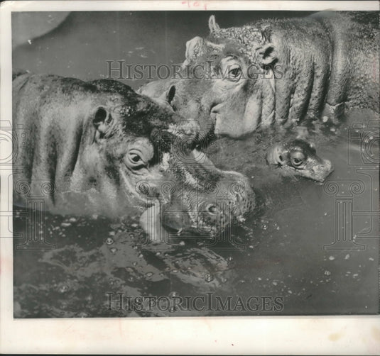 1962, Hippopotamus, Jeepers and Peepers, with baby, St. Louis Zoo - Historic Images