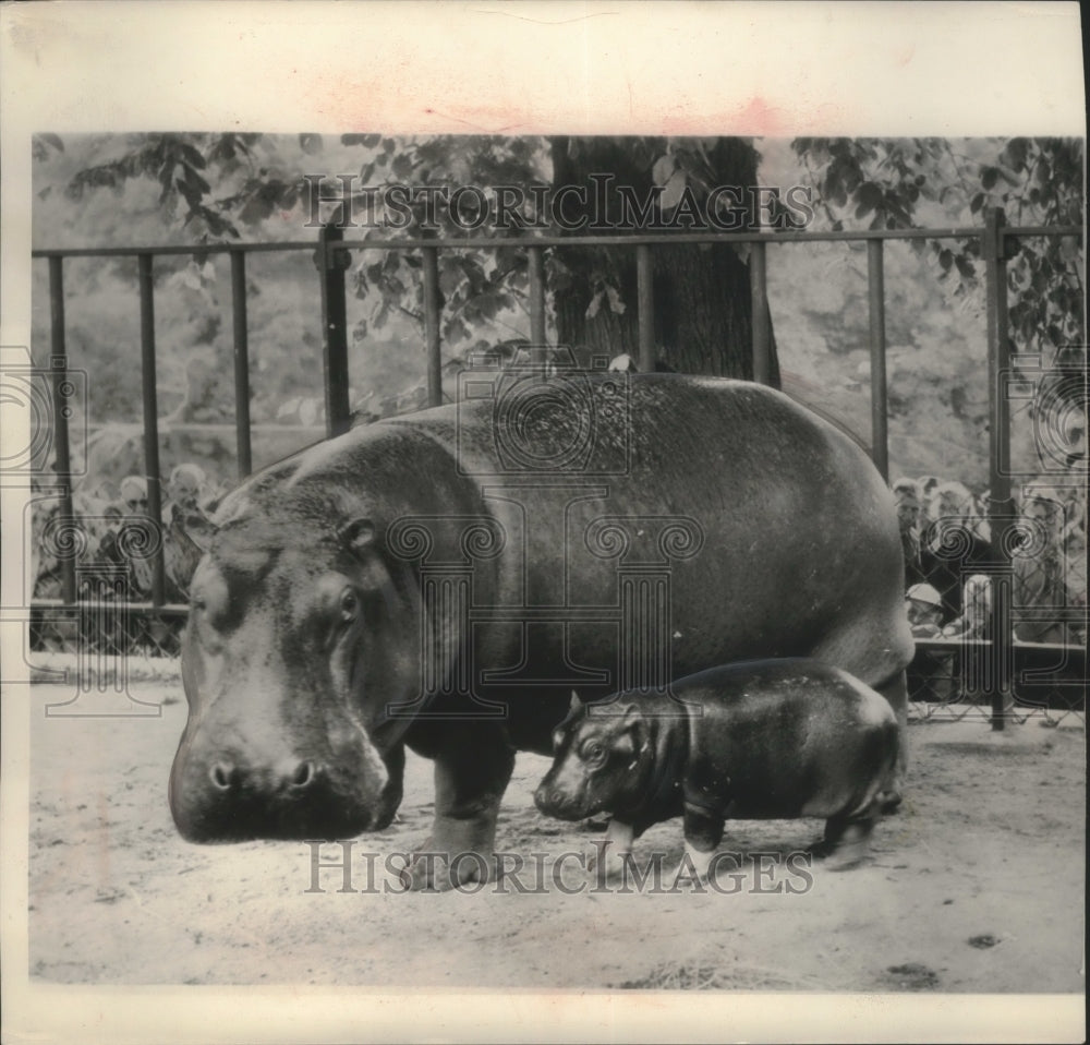 1953 Press Photo Baby Hippopotamus Rasmus with mom Maren, Copenhagen Denmark zoo - Historic Images