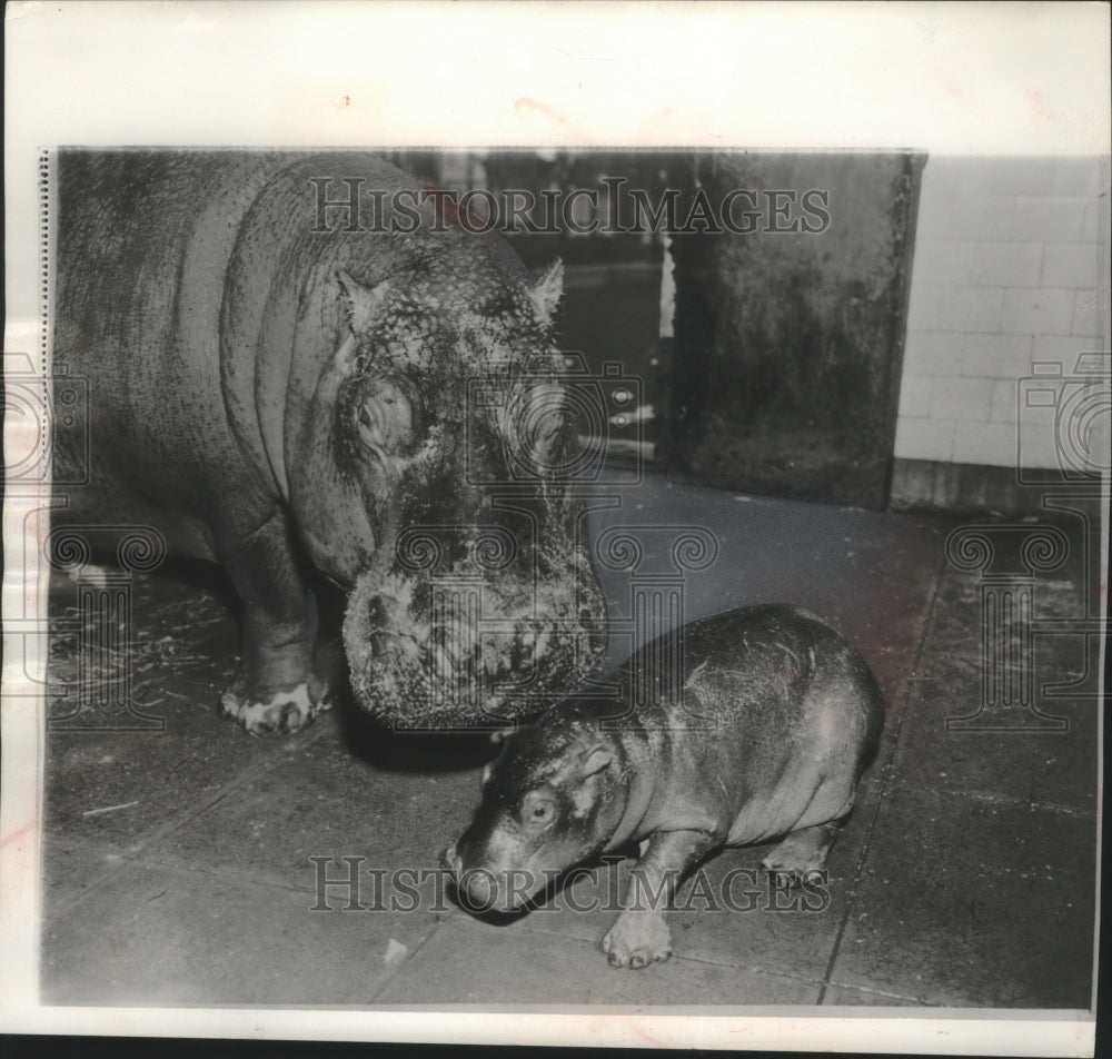 1956, Rose II mom with baby hippo at Central Park zoo in NYC. - Historic Images