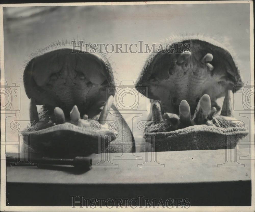 1952 Press Photo Hippopotamuses Wait For Food at Zoo in Washington, D.C.- Historic Images