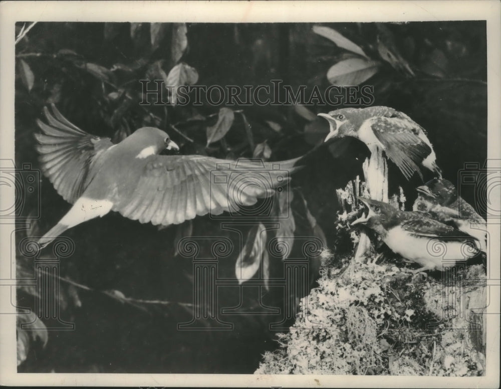 1952, Wood Swallows in Jungle of Western New Guinea - mjc14475 - Historic Images