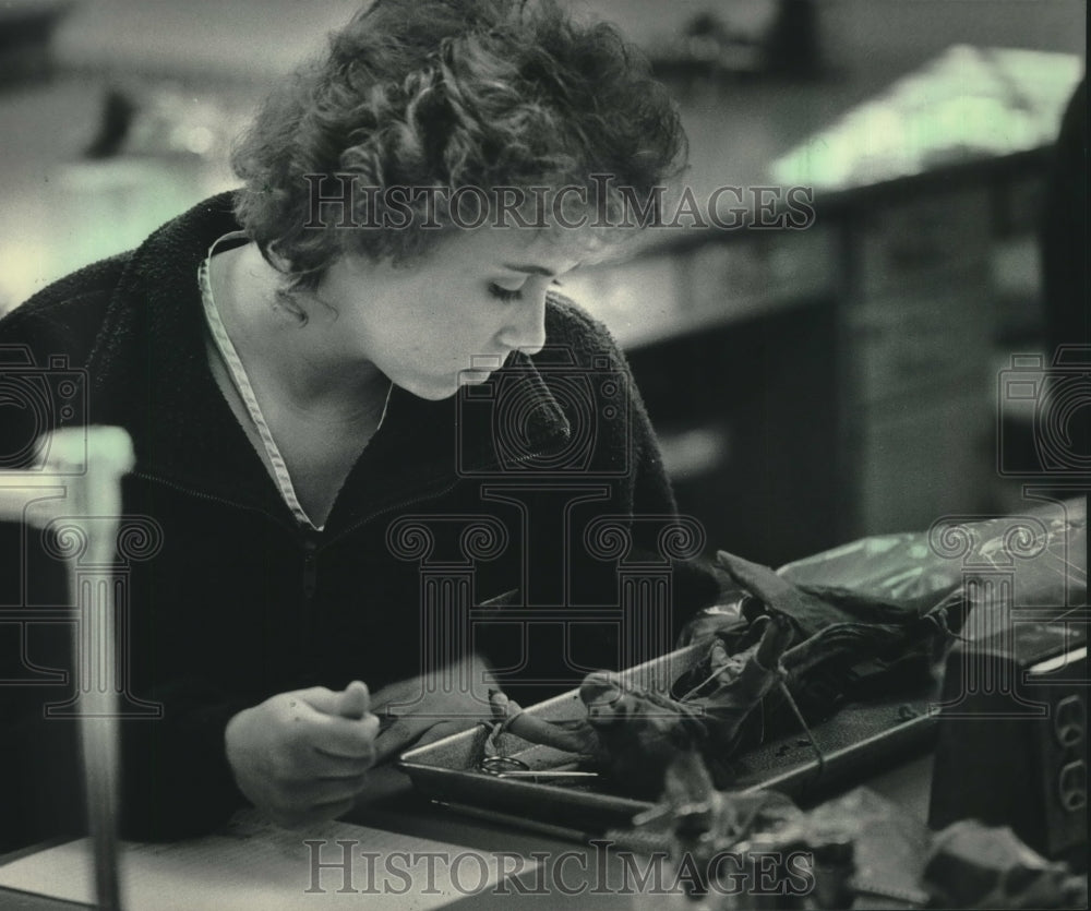 1986 Press Photo Laurie Goba examines a fetal pig at the University of Wisconsin - Historic Images