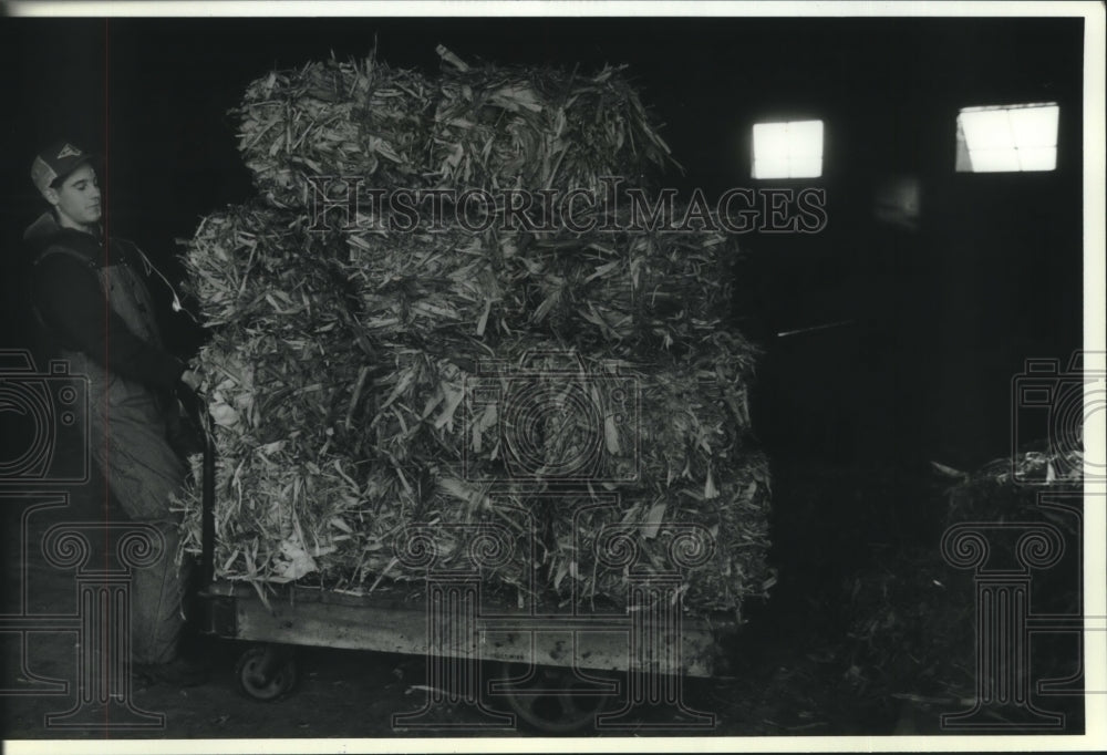 1993, Mike Van Schyndle hauls bedding in barn at UW Madison - Historic Images