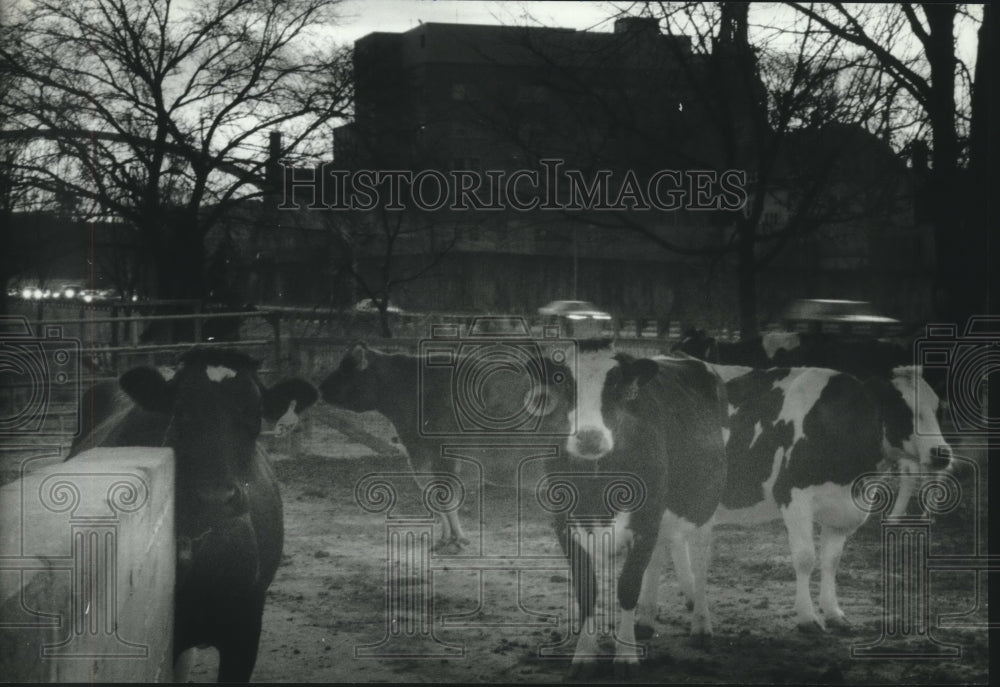 1993, Cows wait in a pen after being milked at UW Madison - mjc14599 - Historic Images