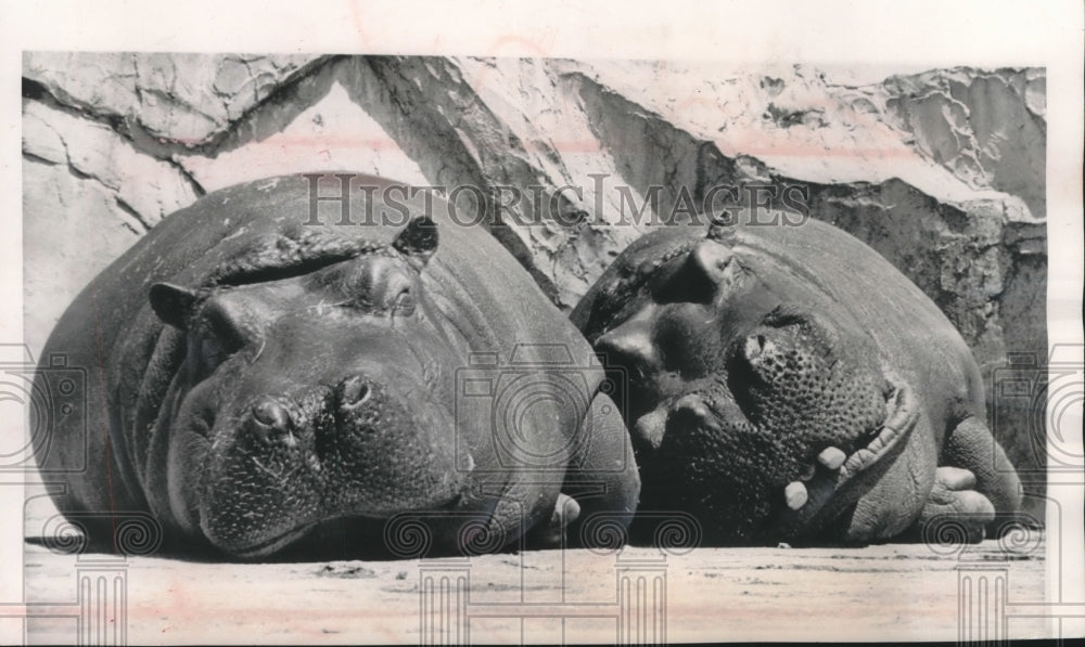 1963 Press Photo Mother and baby hippopotamus at Tokyo&#39;s zoo - mjc14719 - Historic Images