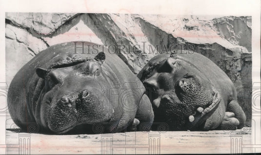 1963 Press Photo Mother and baby hippopotamus at Tokyo's zoo - mjc14719 - Historic Images