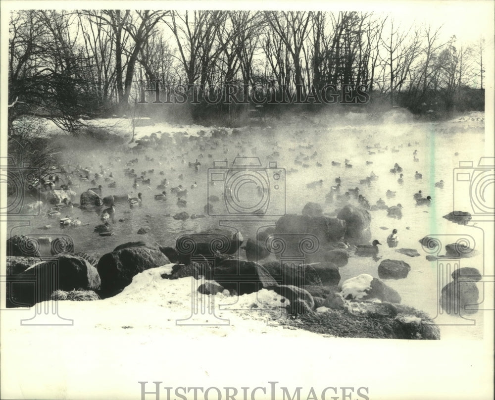 1984 Press Photo Cloud of steam rising above flock of ducks in a pond, Wisconsin - Historic Images