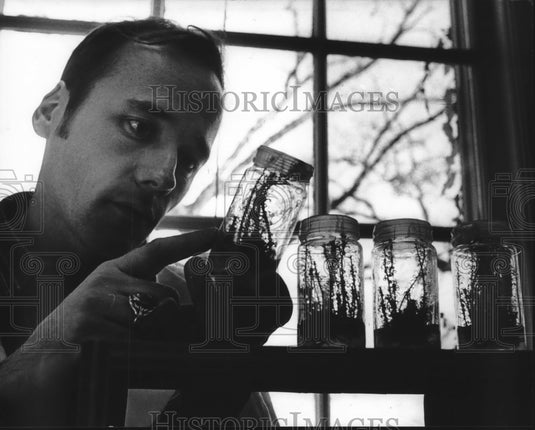 1981, Brent McCown horticulturist cloned redwood trees UW-Madison - Historic Images