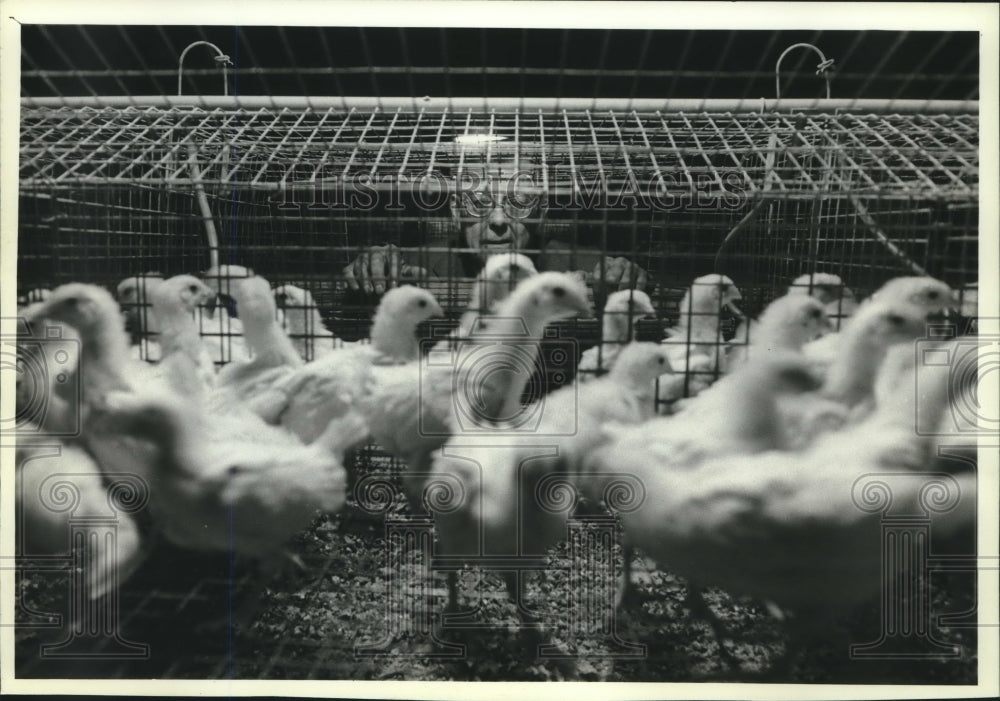 Press Photo Milton Sunde watches chicks, poultry science, Univ. of WI-Madison - Historic Images