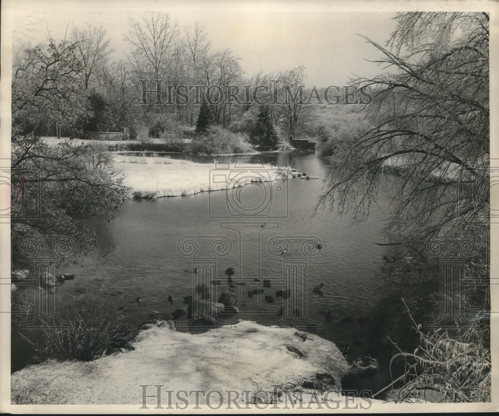 1950 Press Photo Wild ducks swim at University of Wisconsin&#39;s arboretum - Historic Images