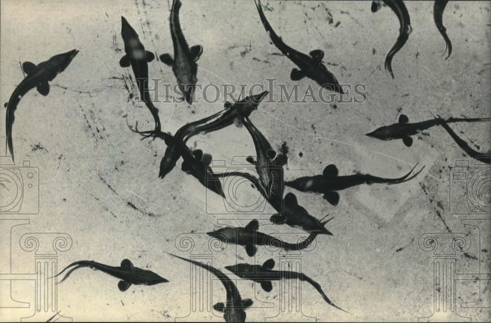 1984 Baby lake sturgeon at University of Wisconsin Madison lab - Historic Images