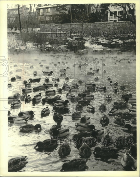 1981 Press Photo Ducks being fed at University of Milwaukee-Madison Arboretum - Historic Images