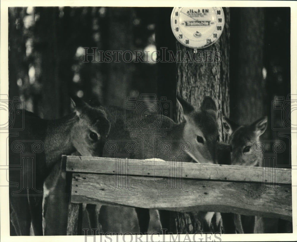 1987 Deer having lunch near the Burnt Bridge Tavern, Conover - Historic Images