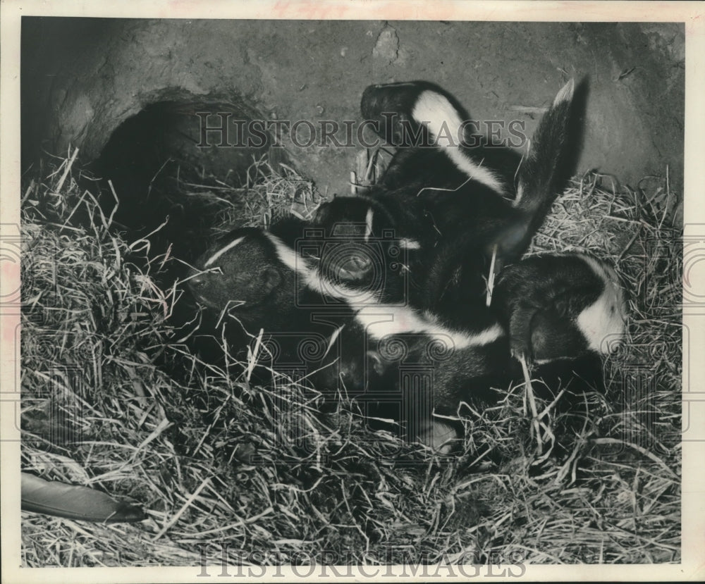 1952, 2 week old skunks - mjc15940 - Historic Images