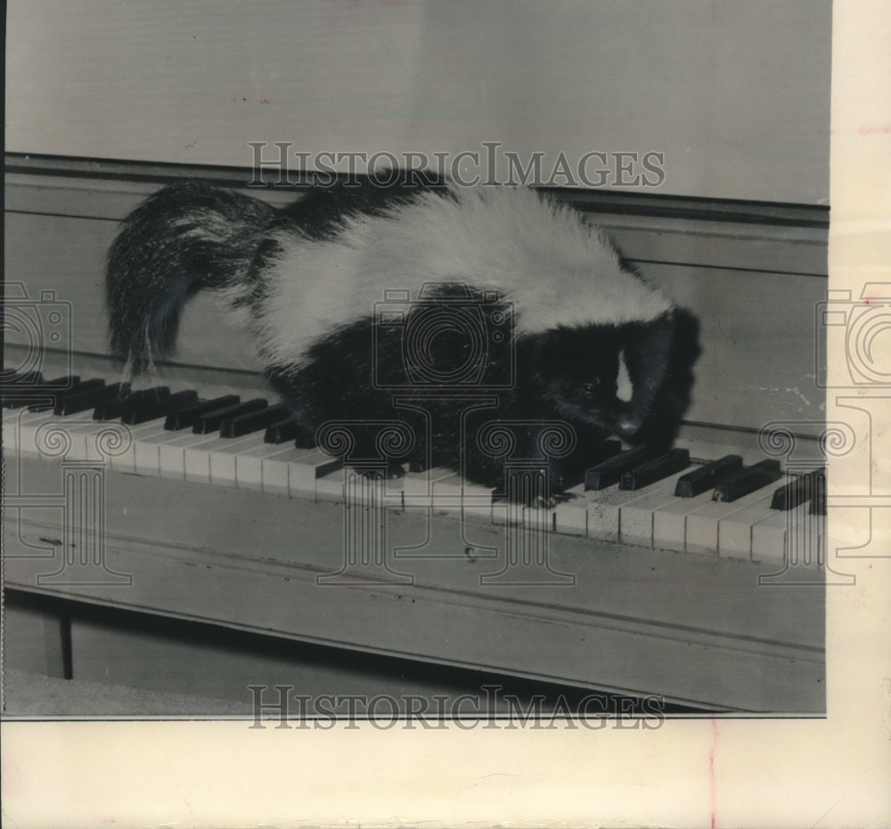 1965 Press Photo Pepper the skunk on a piano - mjc15944 - Historic Images