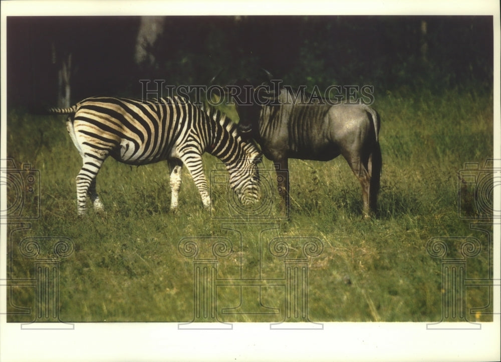 1993 Zebra and wildebeest often graze together South Africa - Historic Images