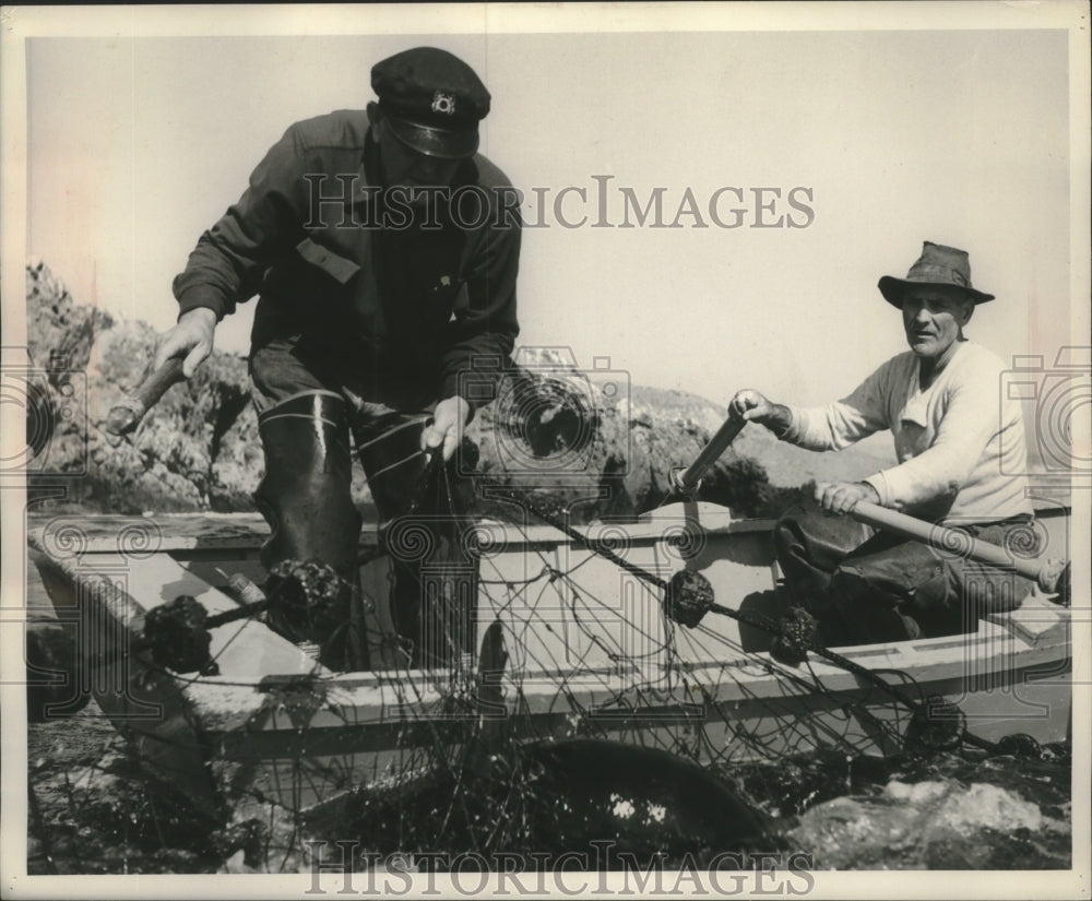 1953 Press Photo Miller beats sides of boat to attract young seals-seal hunting-Historic Images