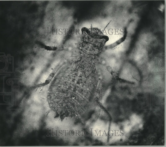 1985 Dragonfly nymph in pond at the Schlitz Audubon Center Bayside - Historic Images