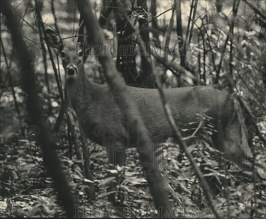 1988 Press Photo A deer roamed woods at the Schlitz Audubon Center in Bayside - Historic Images