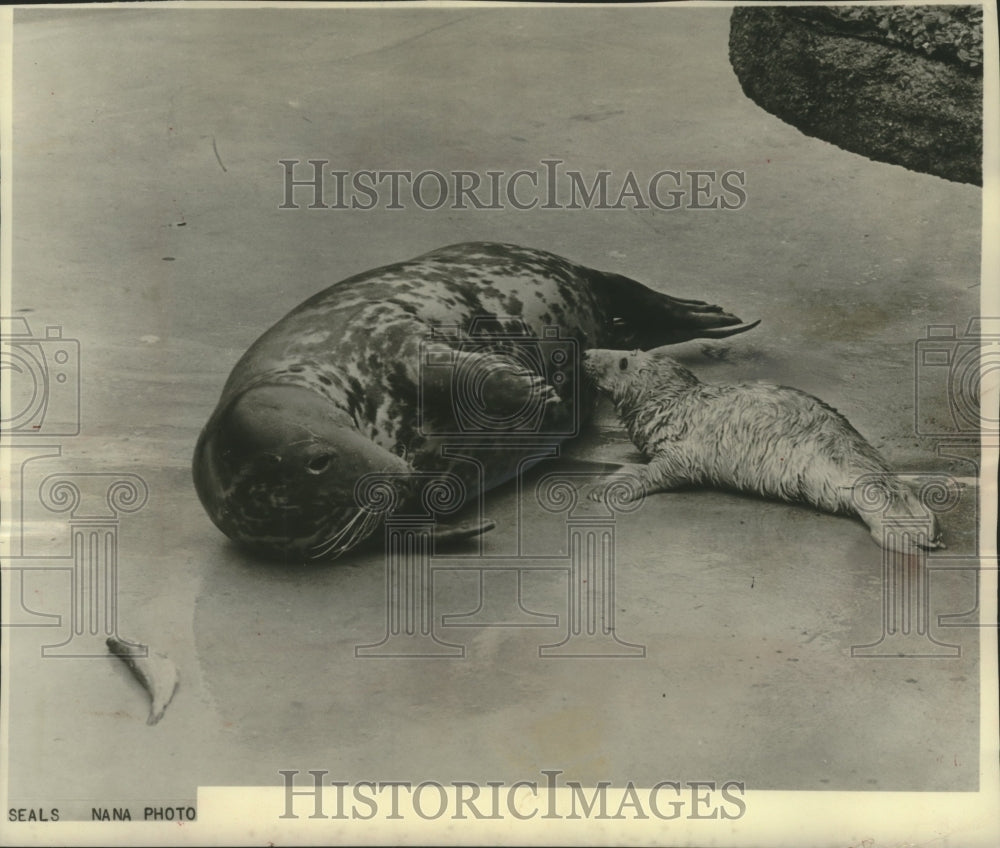 1963, Gray Seals at London Zoo - mjc16412 - Historic Images